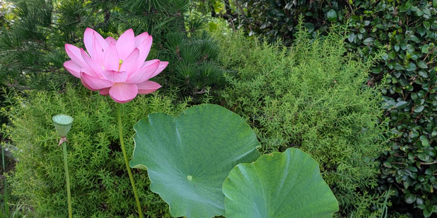 幡豆はず情報室