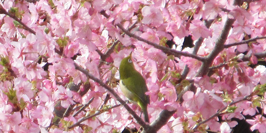 幡豆はず情報室